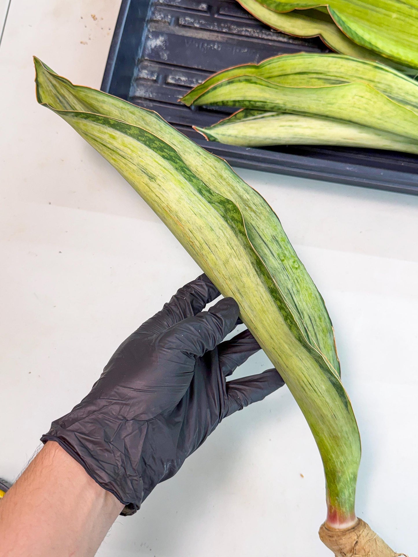 Sansevieria Masoniana Bruda (rr) (2) | Masoniana Var x Eliptica Var