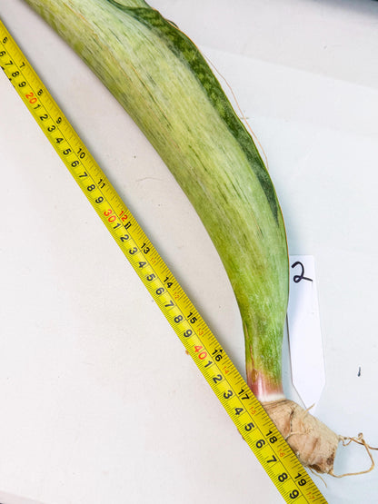 Sansevieria Masoniana Bruda (rr) (2) | Masoniana Var x Eliptica Var