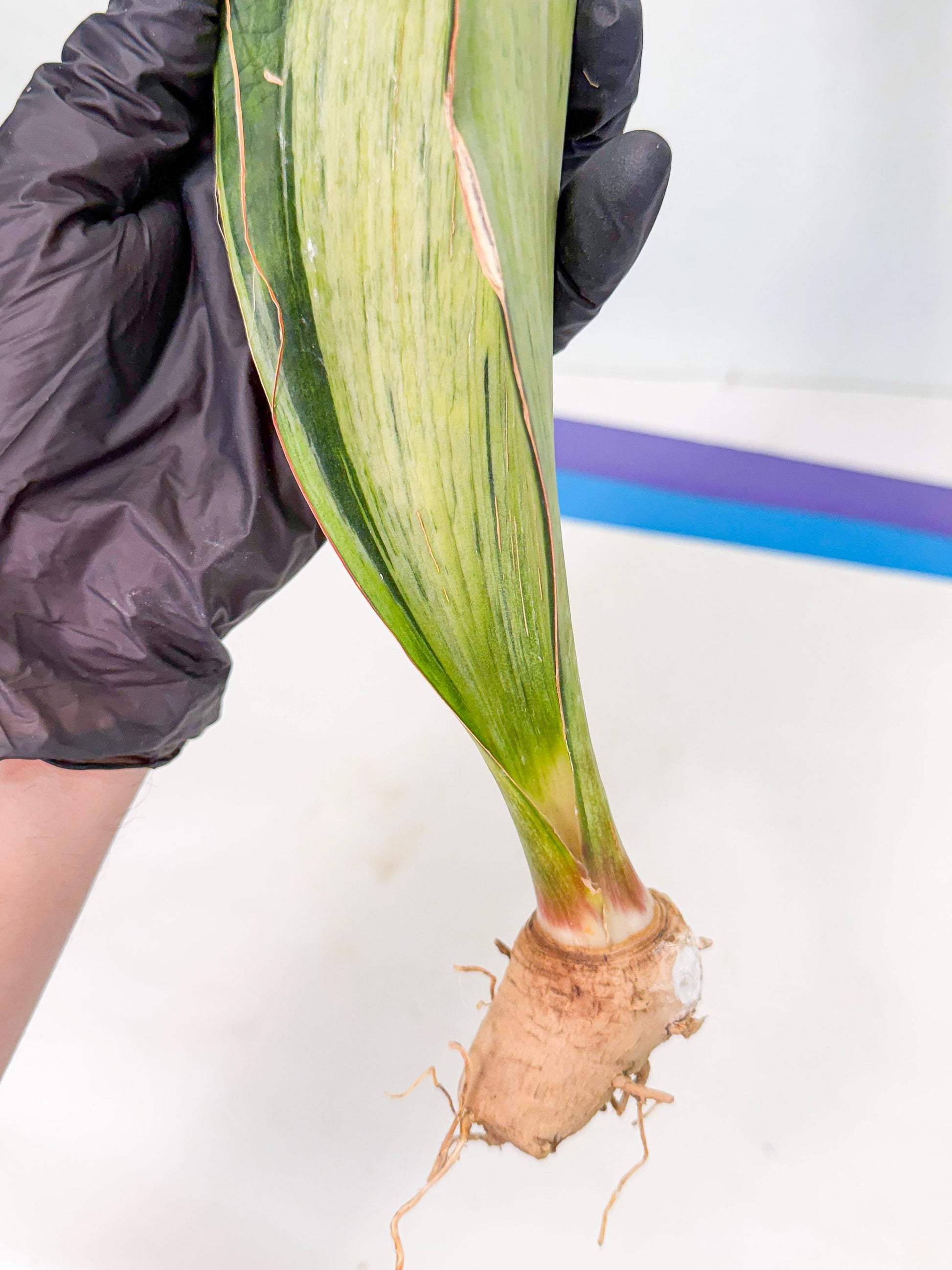 Sansevieria Masoniana Bruda (rr) (2) | Masoniana Var x Eliptica Var