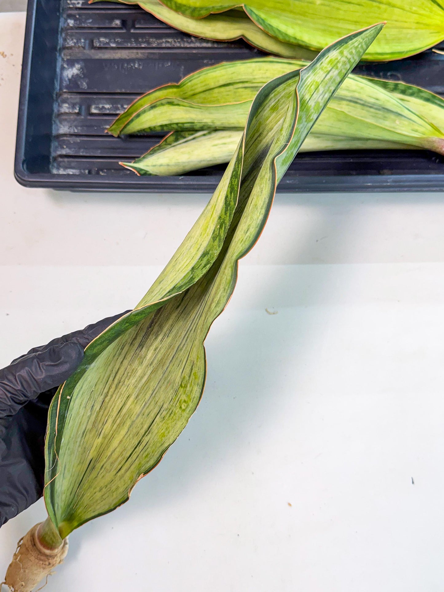 Sansevieria Masoniana Bruda (rr) (2) | Masoniana Var x Eliptica Var