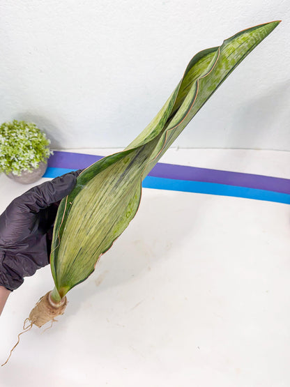 Sansevieria Masoniana Bruda (rr) (2) | Masoniana Var x Eliptica Var