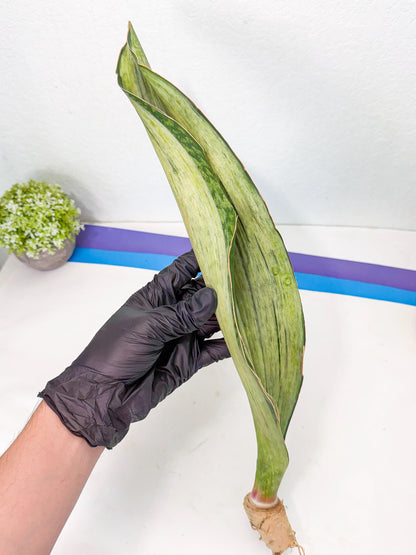 Sansevieria Masoniana Bruda (rr) (2) | Masoniana Var x Eliptica Var