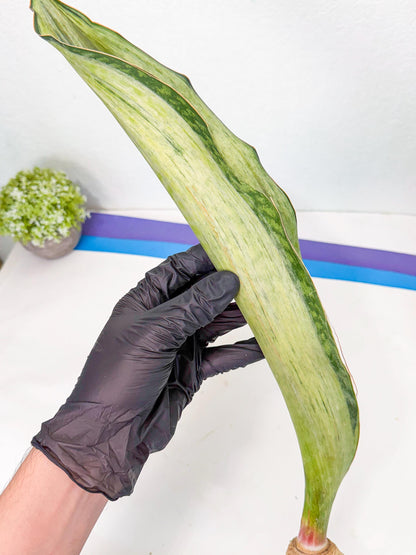 Sansevieria Masoniana Bruda (rr) (2) | Masoniana Var x Eliptica Var