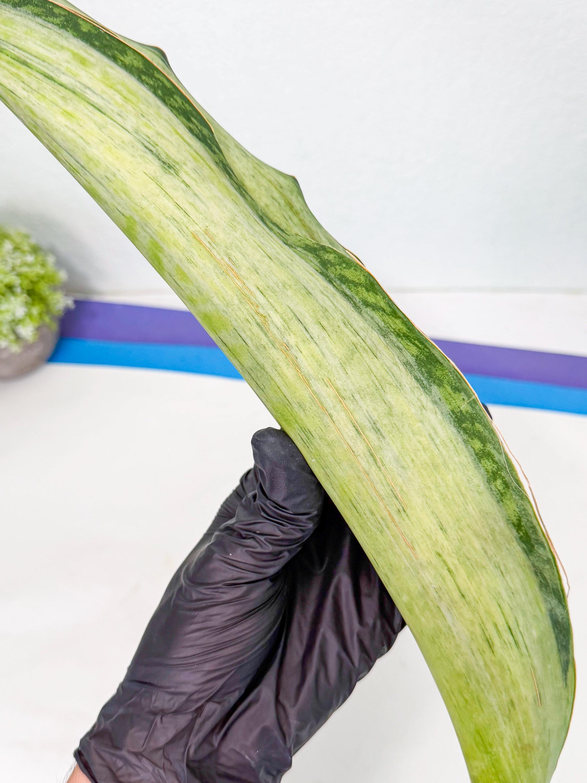 Sansevieria Masoniana Bruda (rr) (2) | Masoniana Var x Eliptica Var