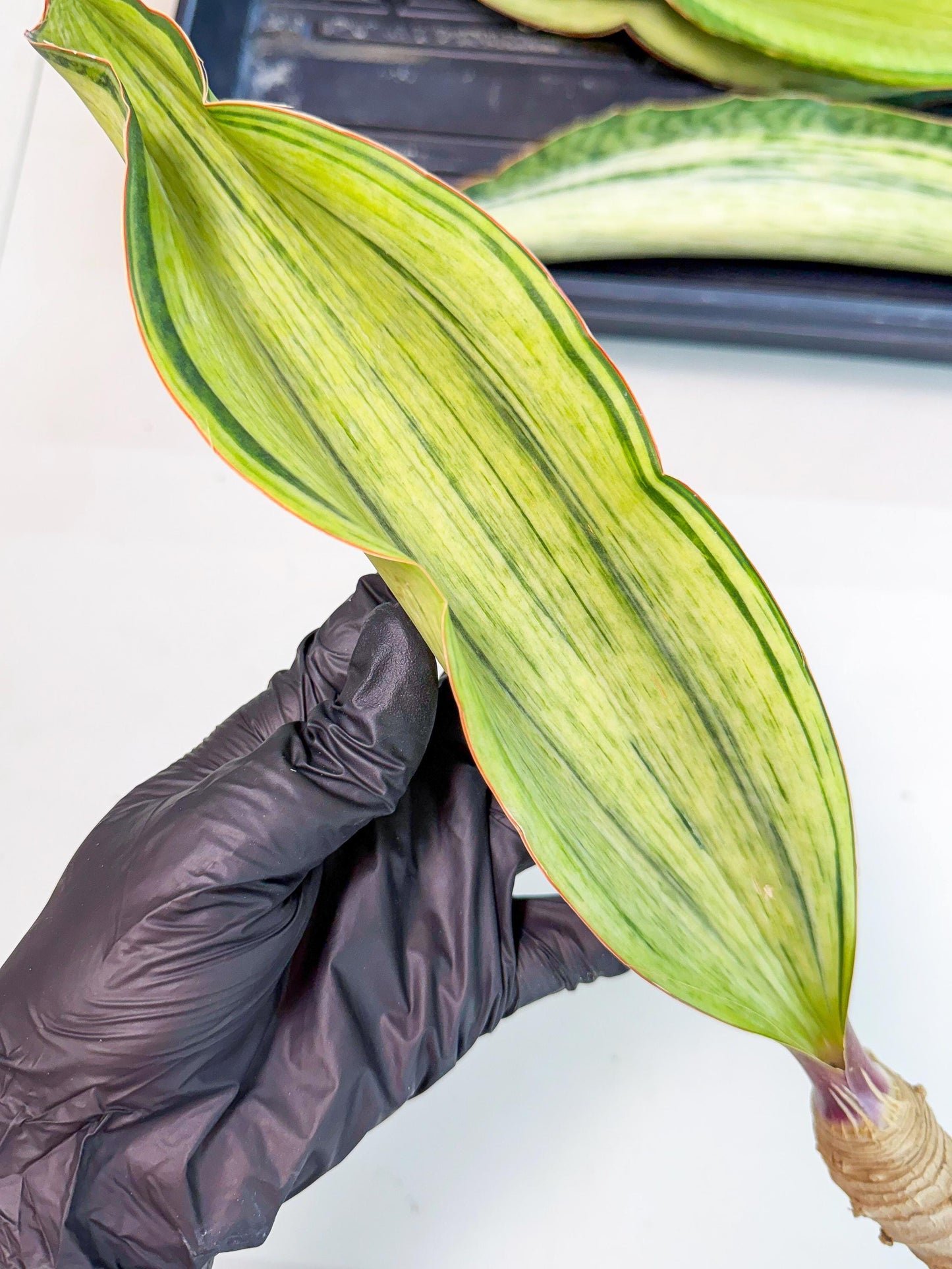 Sansevieria Masoniana Bruda (rr) (3) | Masoniana Var x Eliptica Var