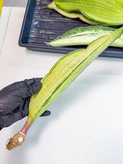 Sansevieria Masoniana Bruda (rr) (3) | Masoniana Var x Eliptica Var
