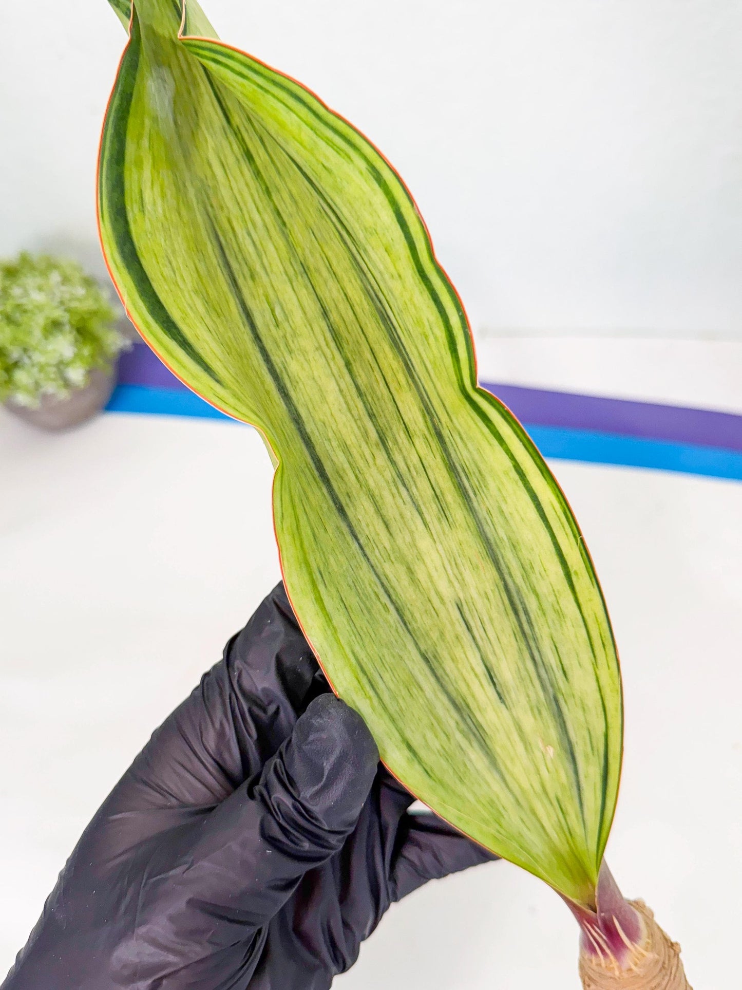 Sansevieria Masoniana Bruda (rr) (3) | Masoniana Var x Eliptica Var