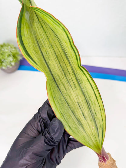 Sansevieria Masoniana Bruda (rr) (3) | Masoniana Var x Eliptica Var