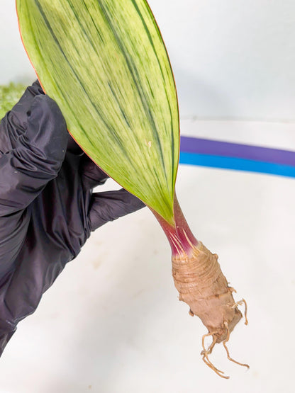 Sansevieria Masoniana Bruda (rr) (3) | Masoniana Var x Eliptica Var