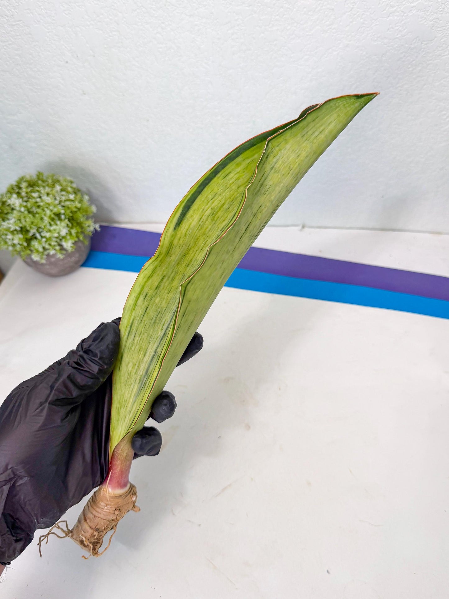 Sansevieria Masoniana Bruda (rr) (3) | Masoniana Var x Eliptica Var