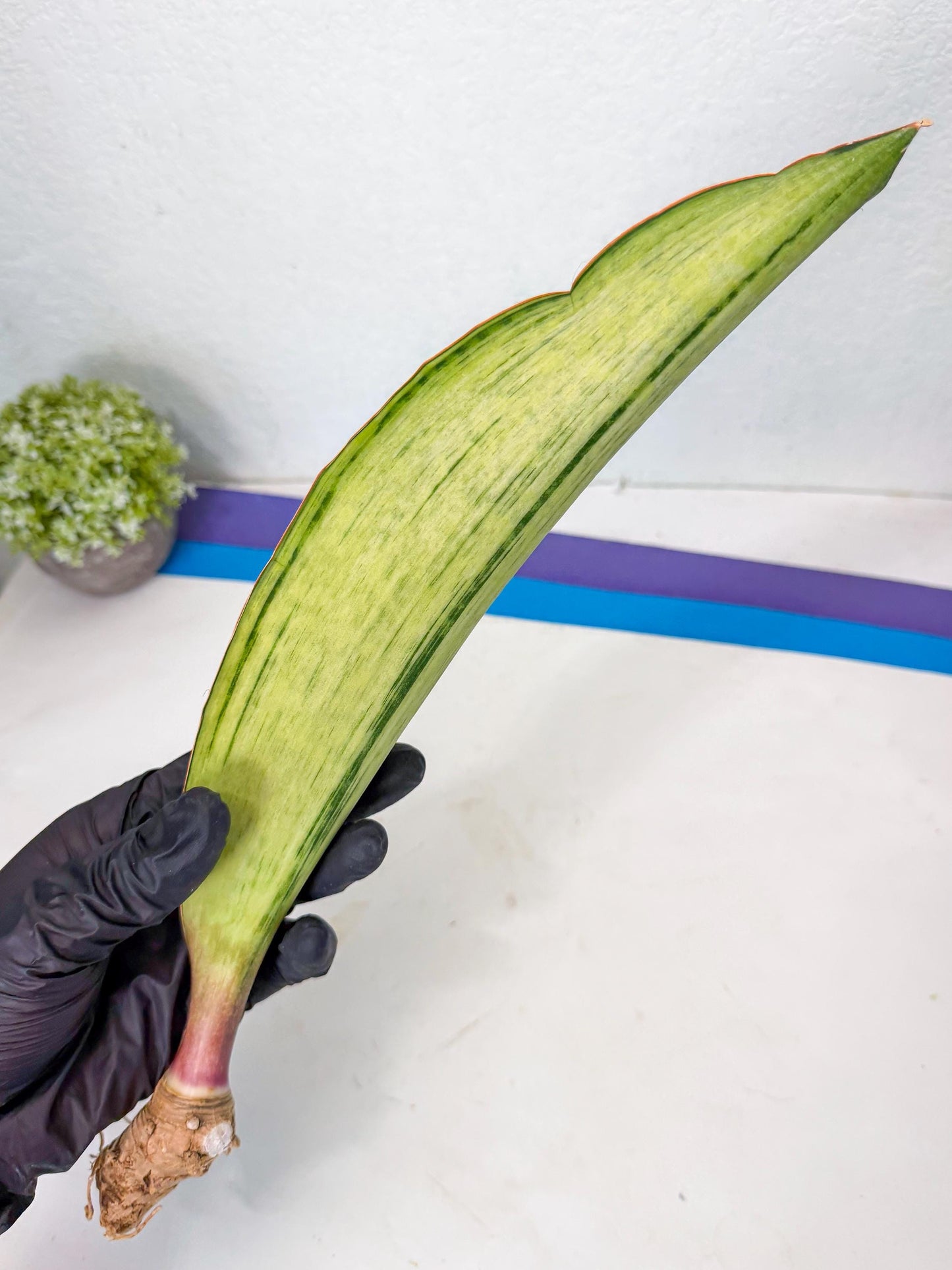 Sansevieria Masoniana Bruda (rr) (3) | Masoniana Var x Eliptica Var
