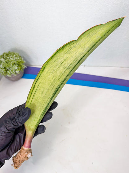 Sansevieria Masoniana Bruda (rr) (3) | Masoniana Var x Eliptica Var