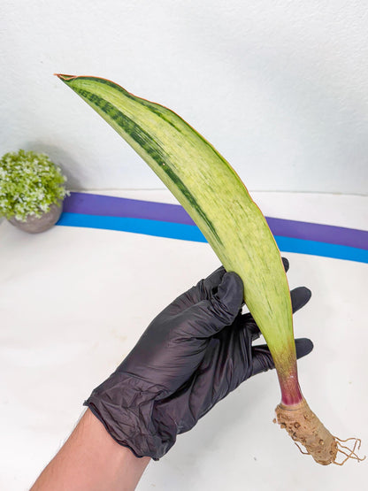 Sansevieria Masoniana Bruda (rr) (3) | Masoniana Var x Eliptica Var