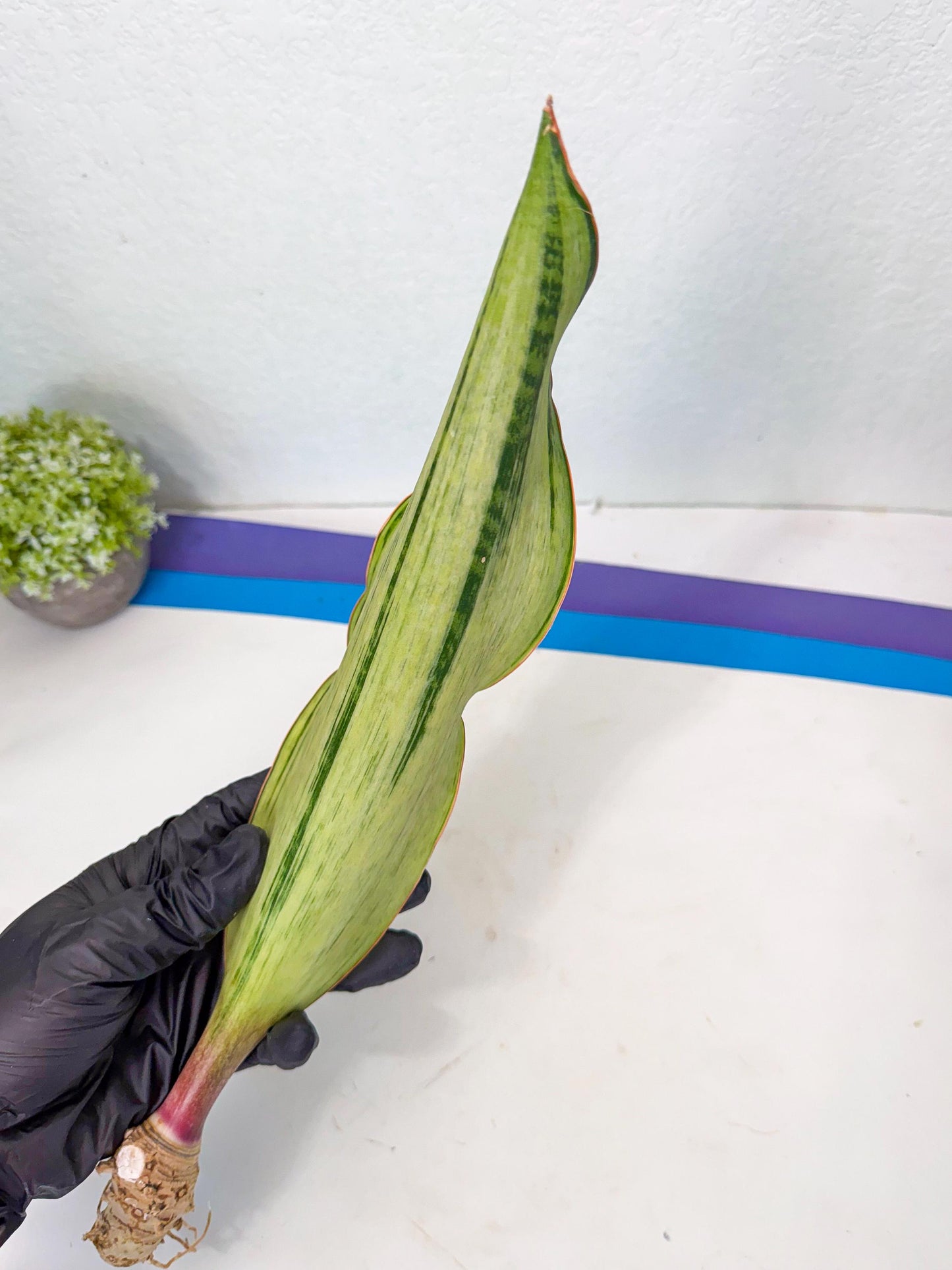 Sansevieria Masoniana Bruda (rr) (3) | Masoniana Var x Eliptica Var