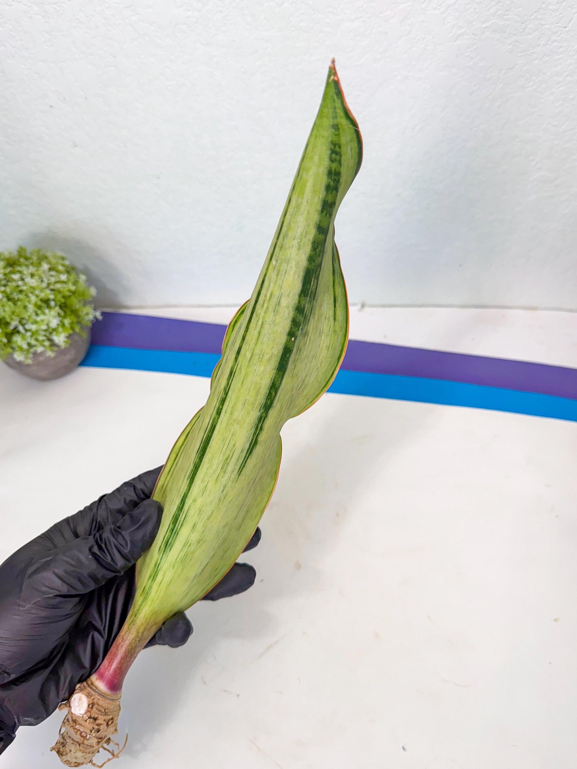 Sansevieria Masoniana Bruda (rr) (3) | Masoniana Var x Eliptica Var