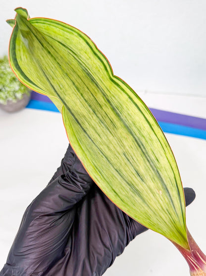 Sansevieria Masoniana Bruda (rr) (3) | Masoniana Var x Eliptica Var