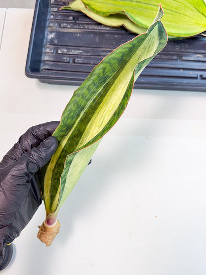 Sansevieria Masoniana Bruda (rr) (4) | Masoniana Var x Eliptica Var