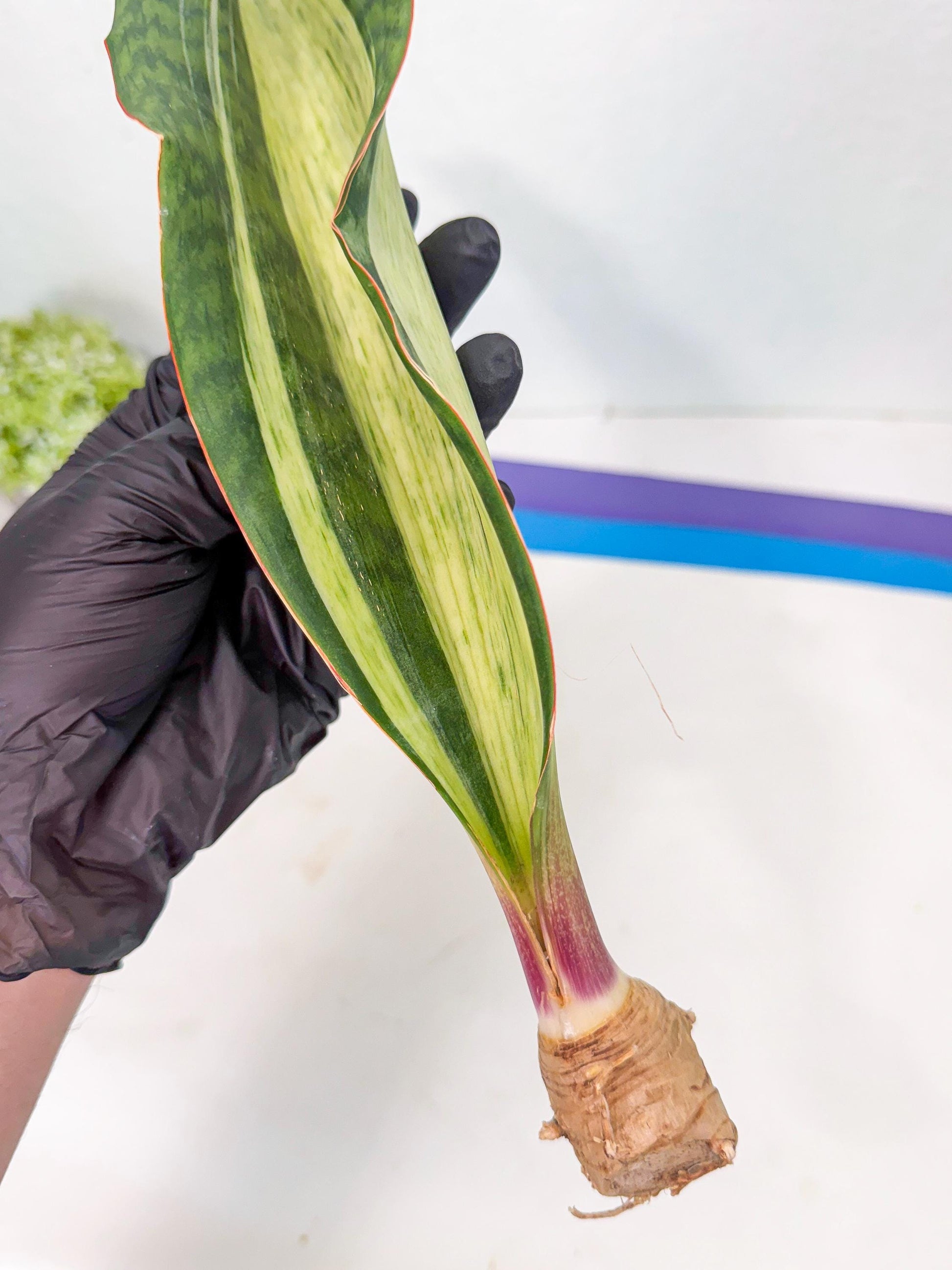 Sansevieria Masoniana Bruda (rr) (4) | Masoniana Var x Eliptica Var