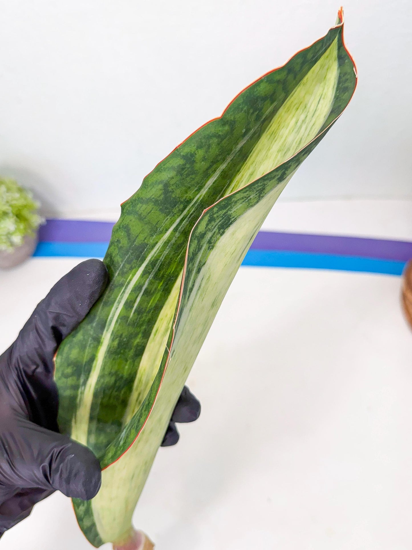 Sansevieria Masoniana Bruda (rr) (4) | Masoniana Var x Eliptica Var