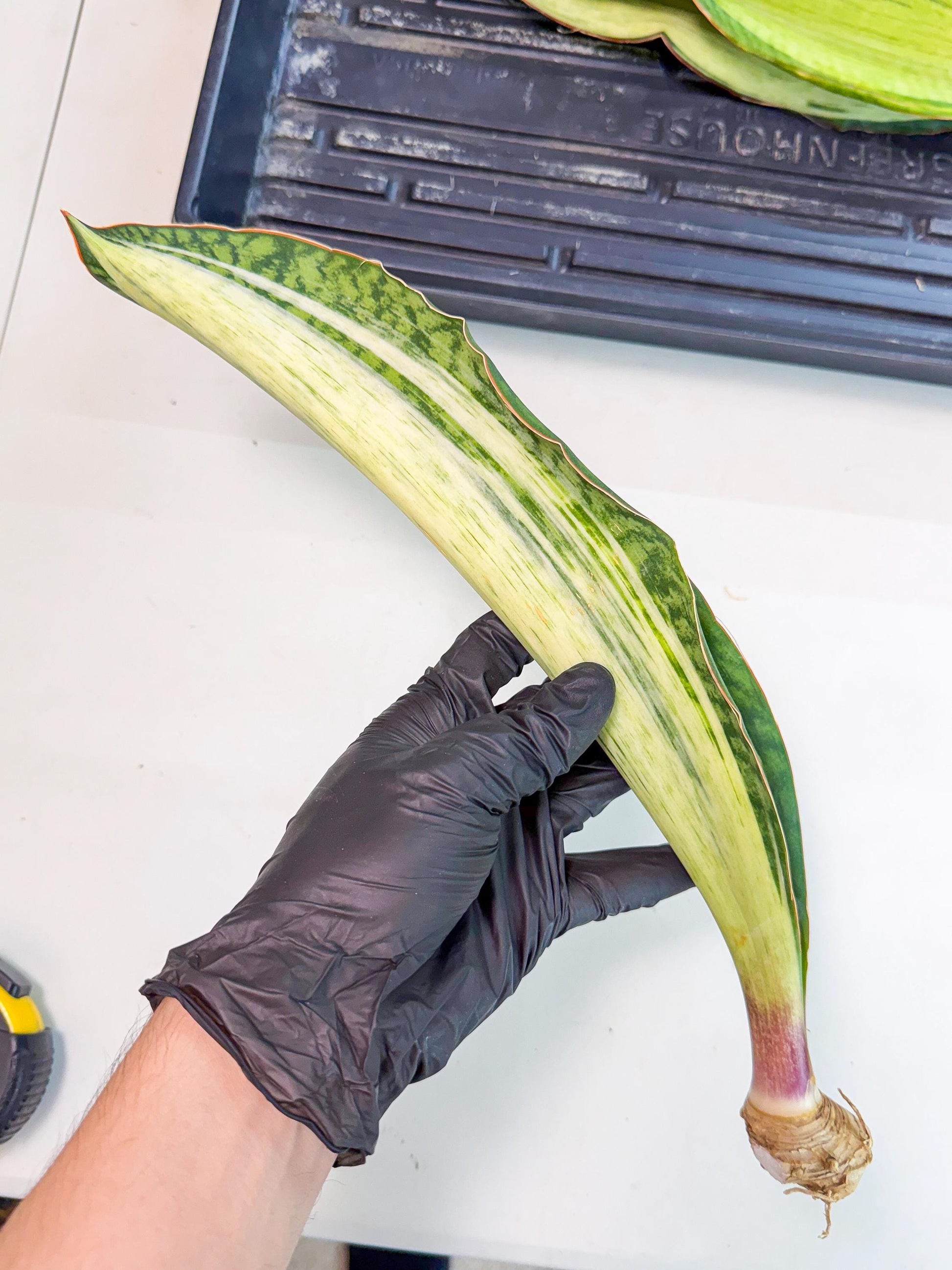 Sansevieria Masoniana Bruda (rr) (4) | Masoniana Var x Eliptica Var