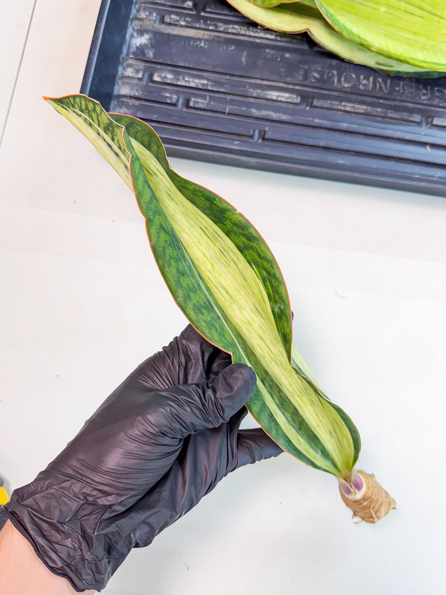 Sansevieria Masoniana Bruda (rr) (4) | Masoniana Var x Eliptica Var