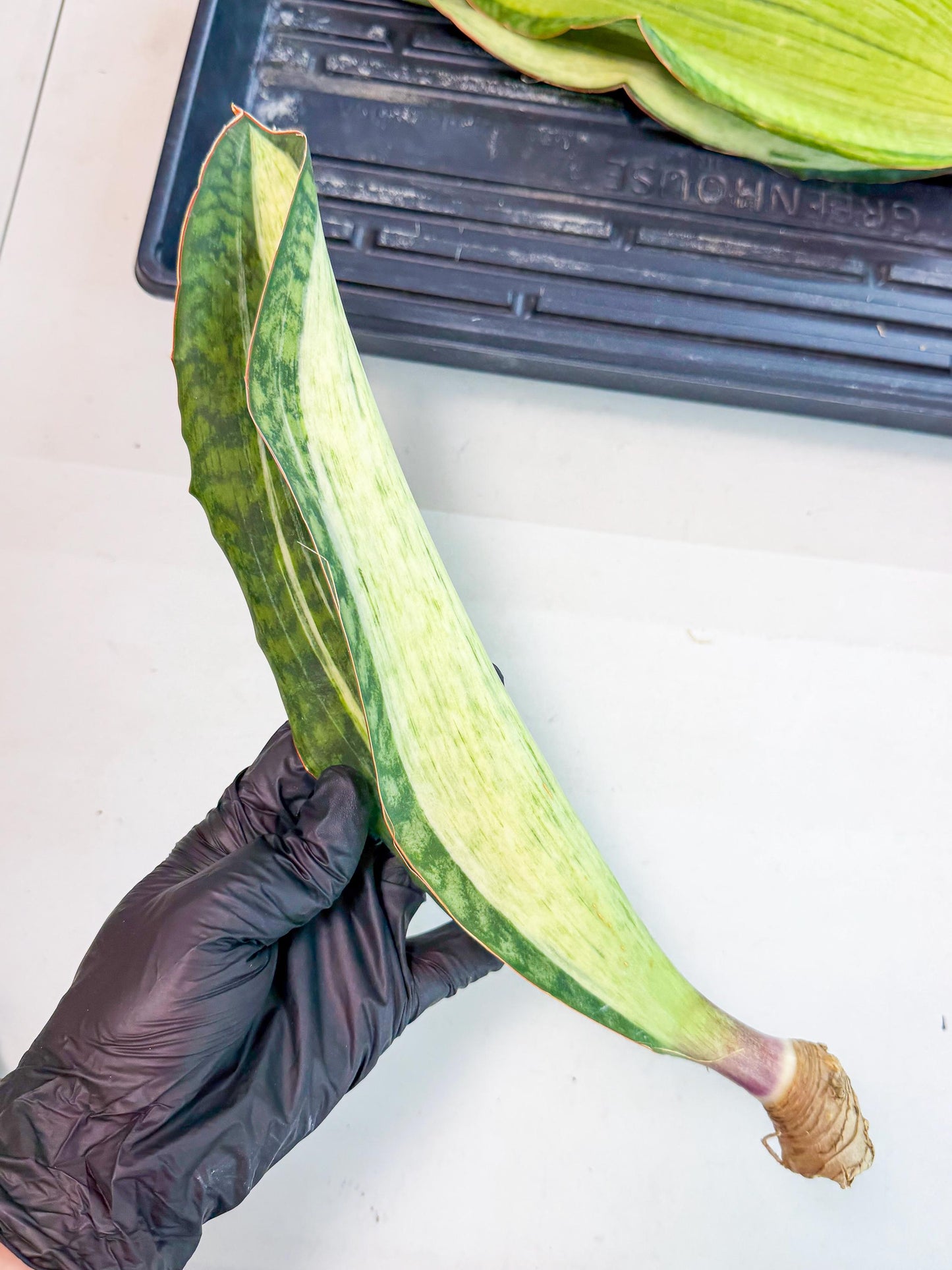 Sansevieria Masoniana Bruda (rr) (4) | Masoniana Var x Eliptica Var
