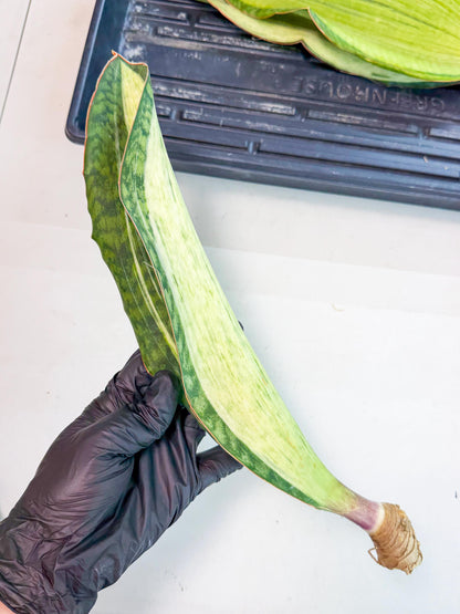 Sansevieria Masoniana Bruda (rr) (4) | Masoniana Var x Eliptica Var