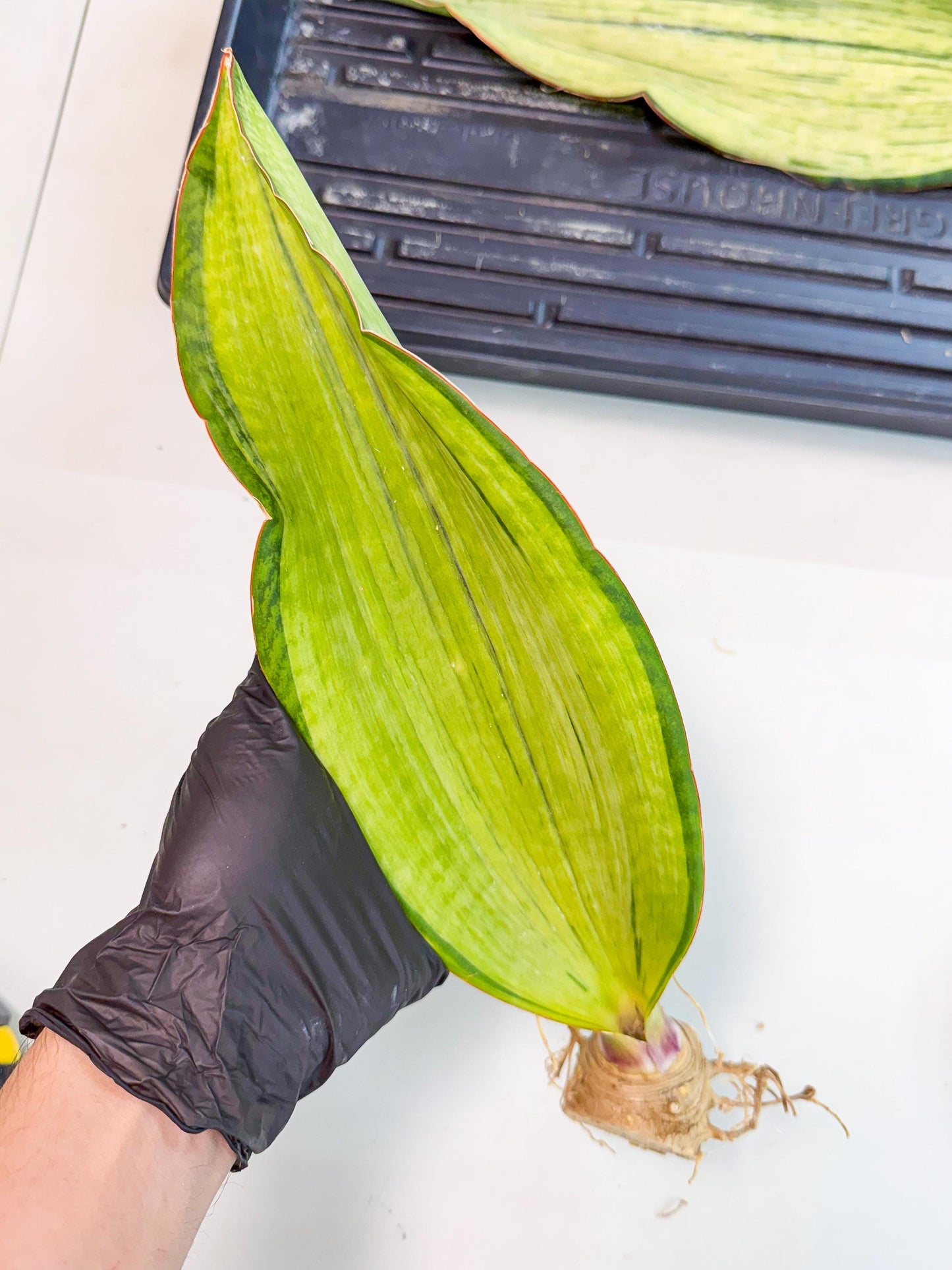 Sansevieria Masoniana Bruda (rr) (5) | Masoniana Var x Eliptica Var