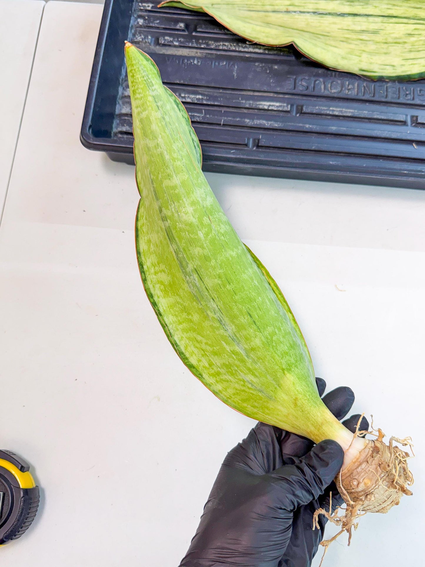 Sansevieria Masoniana Bruda (rr) (5) | Masoniana Var x Eliptica Var