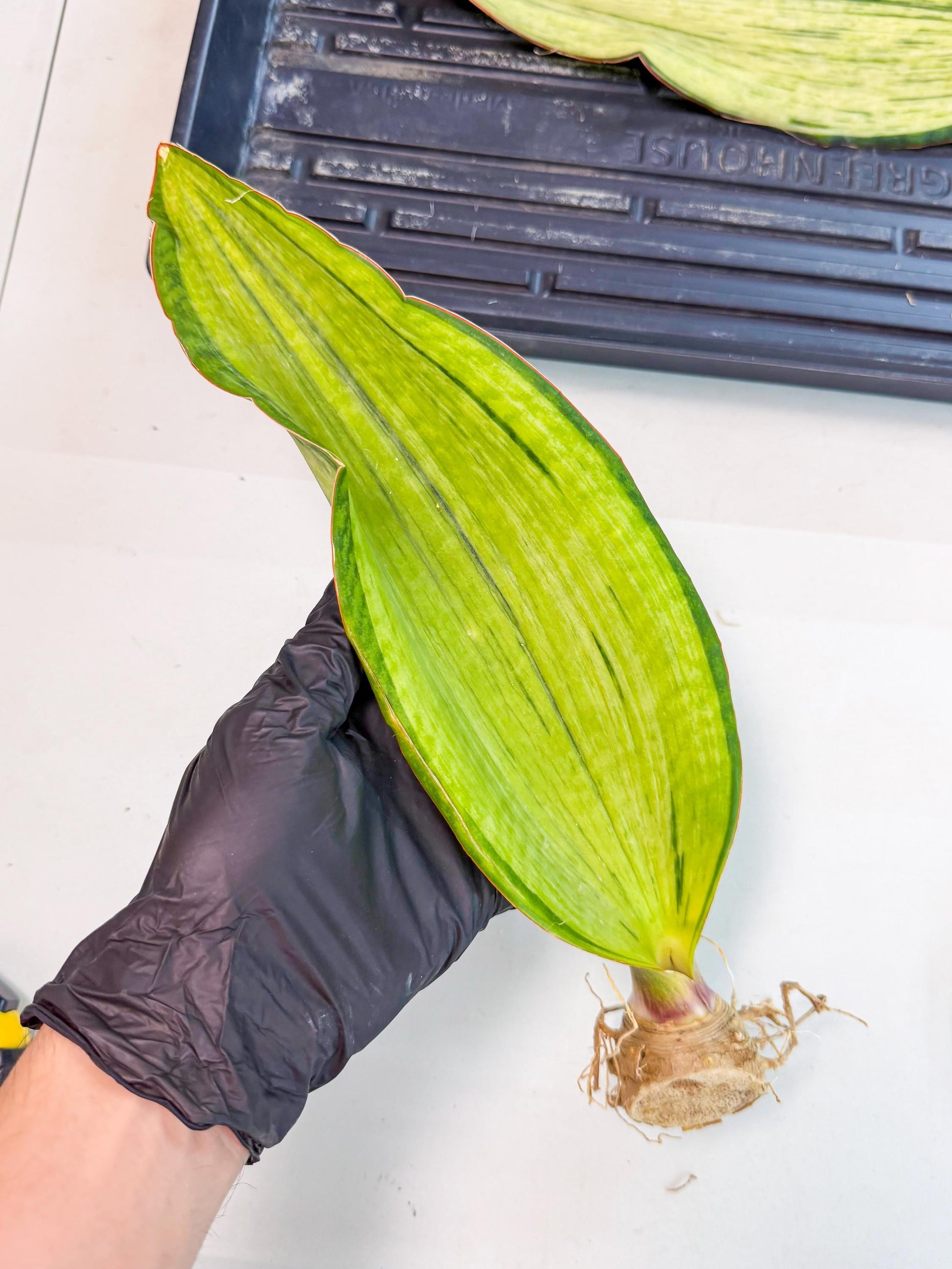 Sansevieria Masoniana Bruda (rr) (5) | Masoniana Var x Eliptica Var