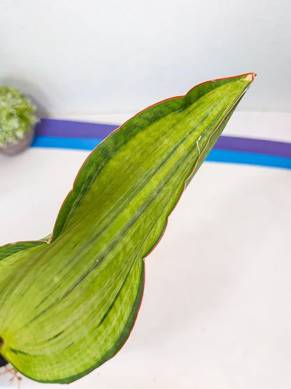 Sansevieria Masoniana Bruda (rr) (5) | Masoniana Var x Eliptica Var