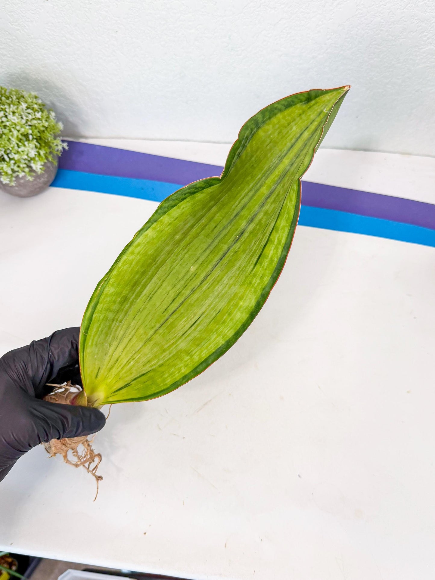 Sansevieria Masoniana Bruda (rr) (5) | Masoniana Var x Eliptica Var