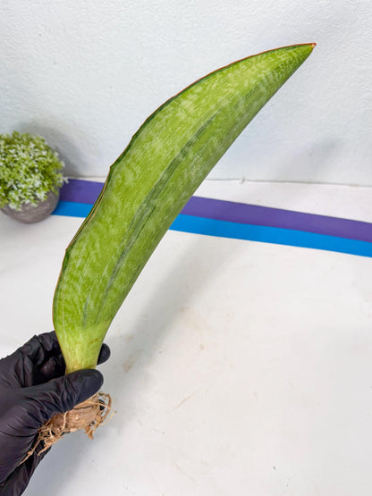 Sansevieria Masoniana Bruda (rr) (5) | Masoniana Var x Eliptica Var