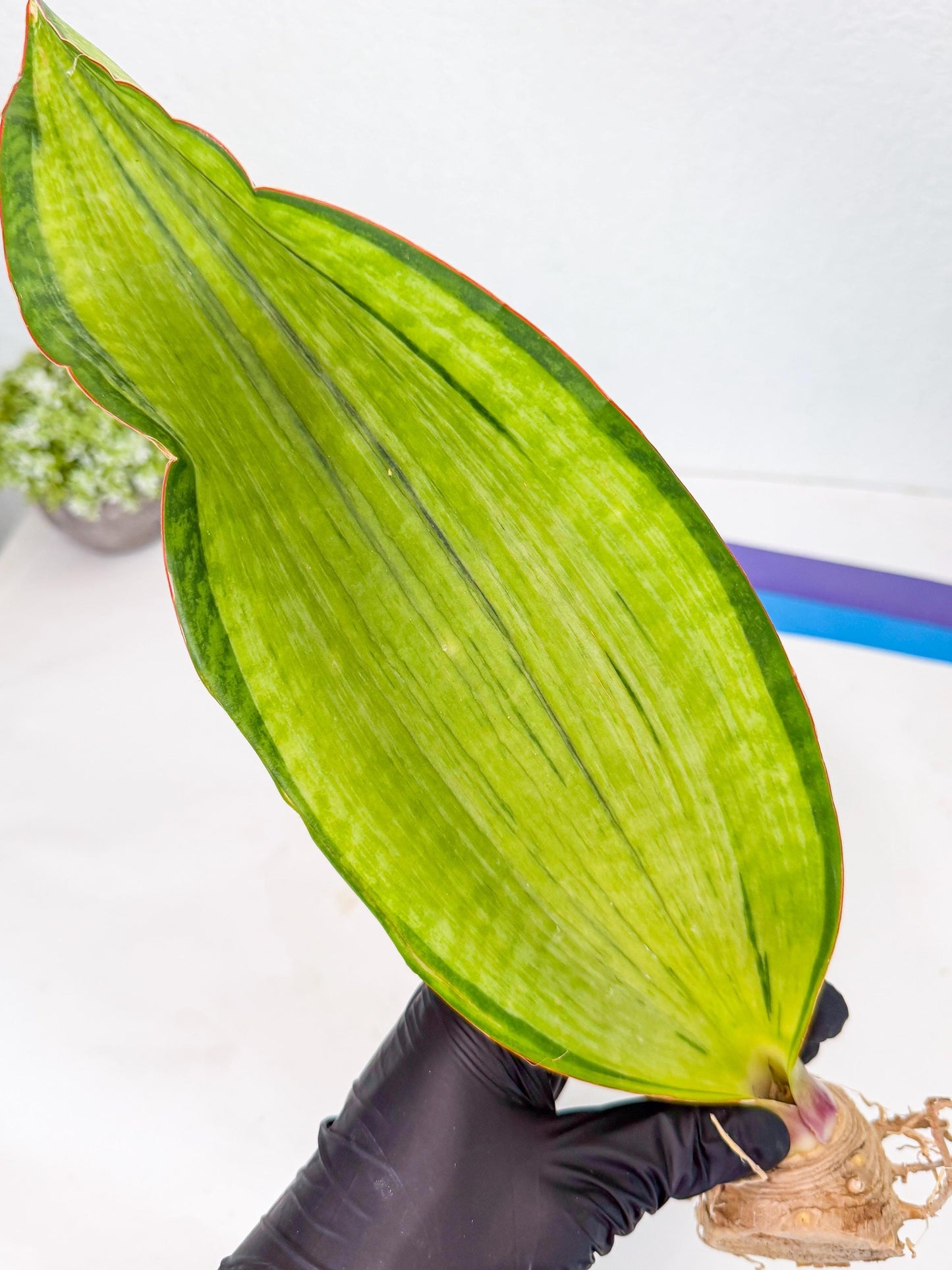 Sansevieria Masoniana Bruda (rr) (5) | Masoniana Var x Eliptica Var