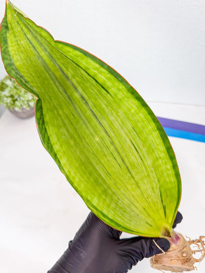Sansevieria Masoniana Bruda (rr) (5) | Masoniana Var x Eliptica Var