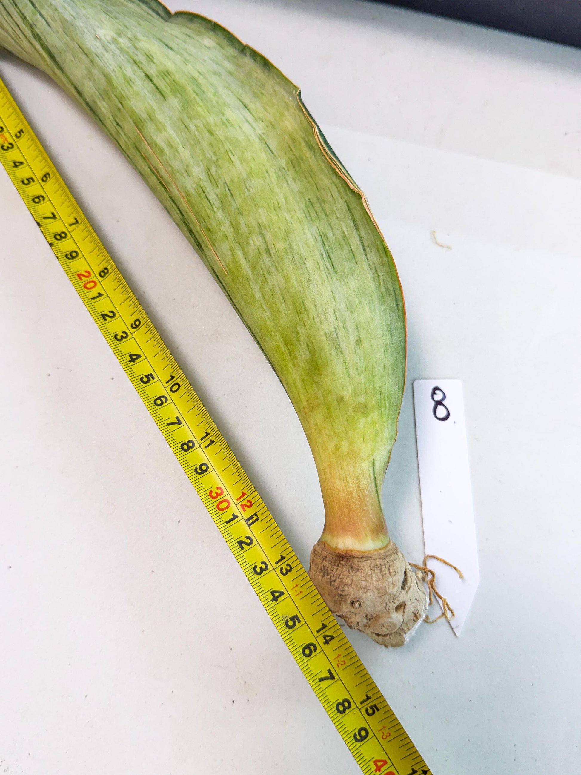 Sansevieria Masoniana Bruda (rr) (8) | Masoniana Var x Eliptica Var