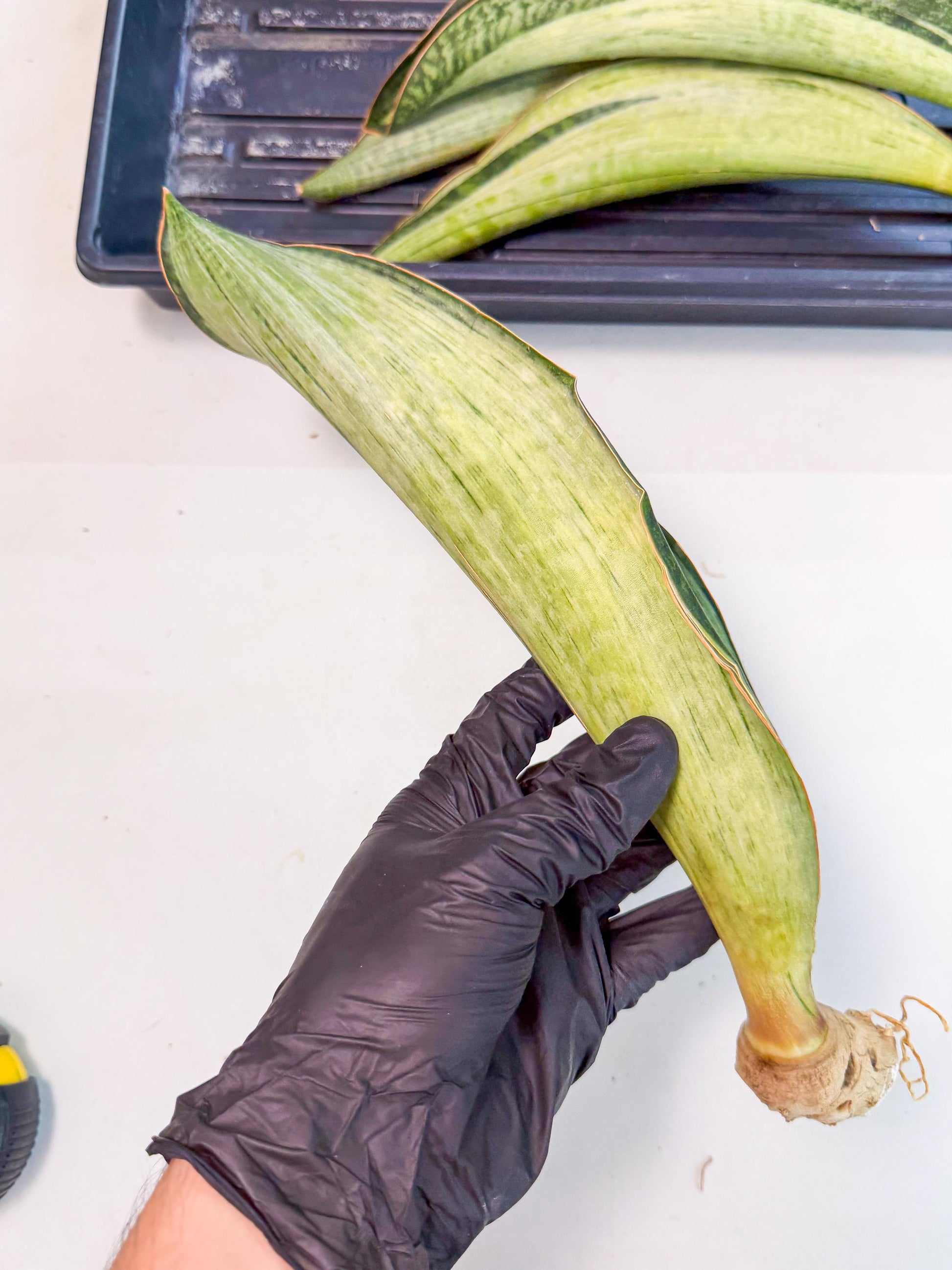 Sansevieria Masoniana Bruda (rr) (8) | Masoniana Var x Eliptica Var