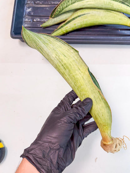 Sansevieria Masoniana Bruda (rr) (8) | Masoniana Var x Eliptica Var