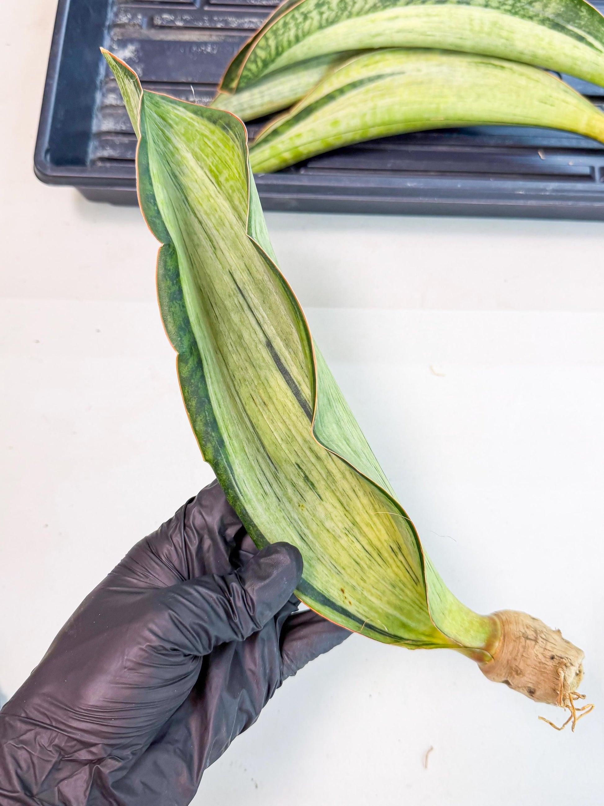 Sansevieria Masoniana Bruda (rr) (8) | Masoniana Var x Eliptica Var