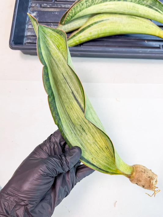 Sansevieria Masoniana Bruda (rr) (8) | Masoniana Var x Eliptica Var