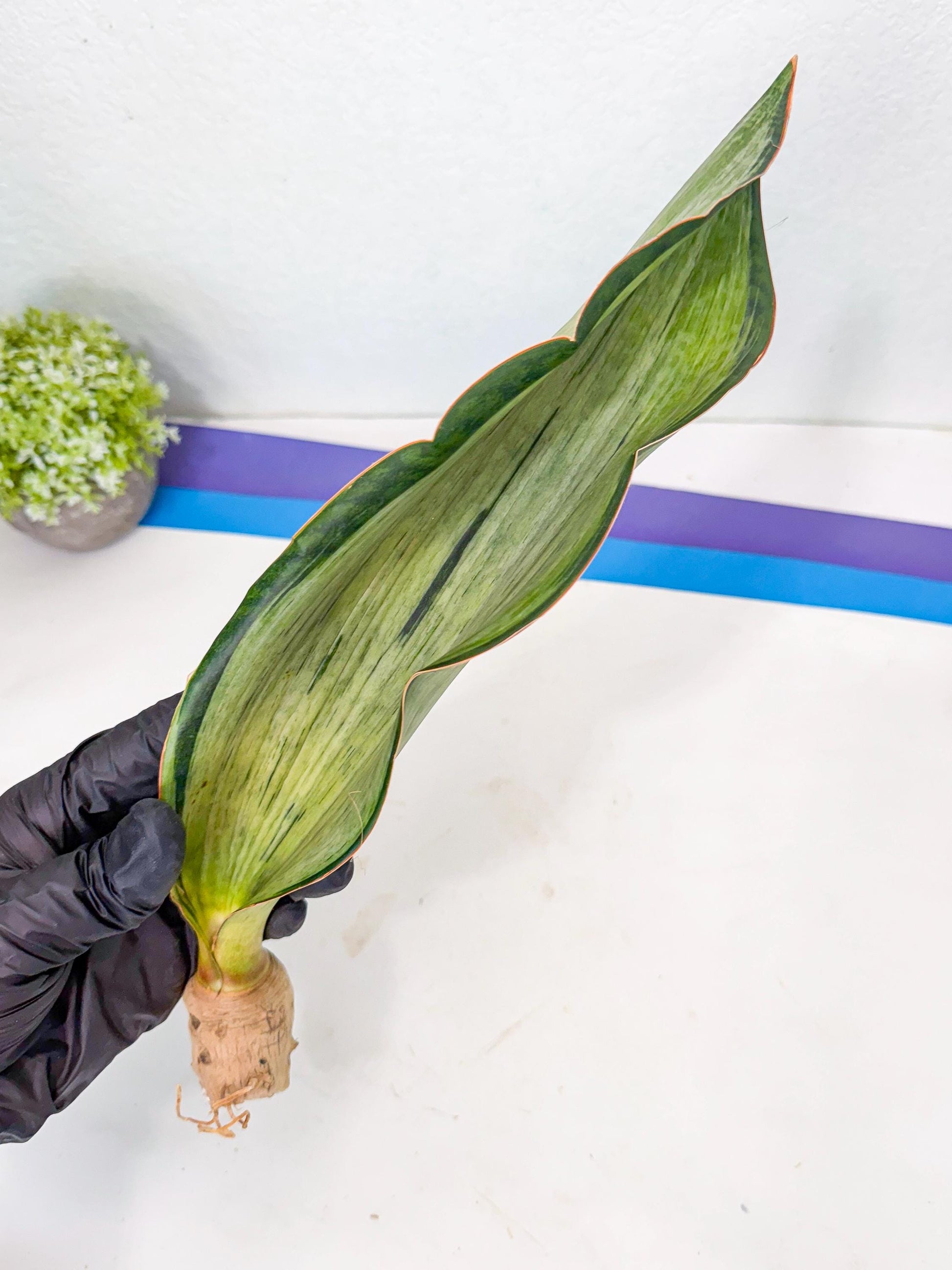 Sansevieria Masoniana Bruda (rr) (8) | Masoniana Var x Eliptica Var