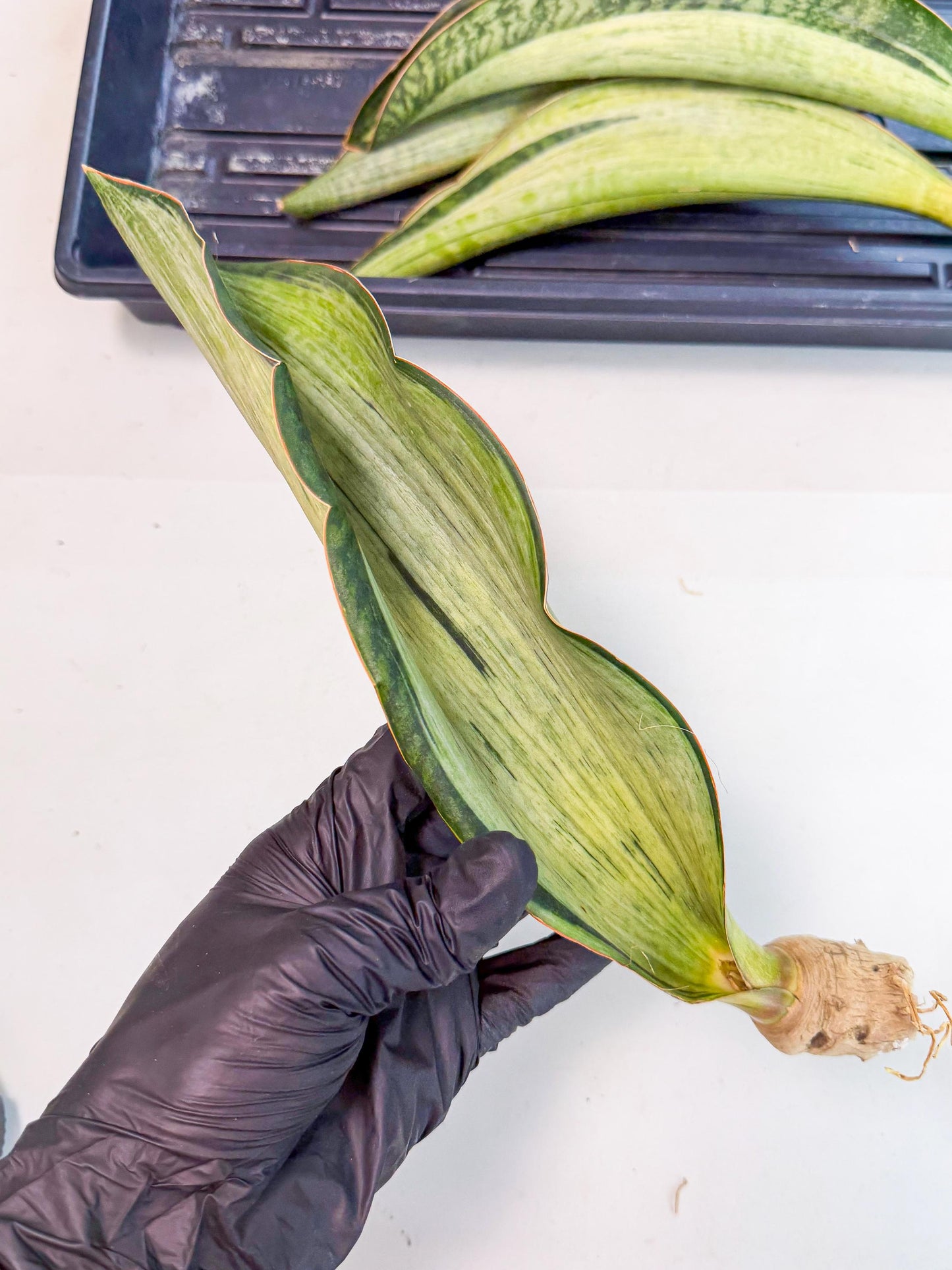 Sansevieria Masoniana Bruda (rr) (8) | Masoniana Var x Eliptica Var