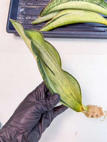Sansevieria Masoniana Bruda (rr) (8) | Masoniana Var x Eliptica Var