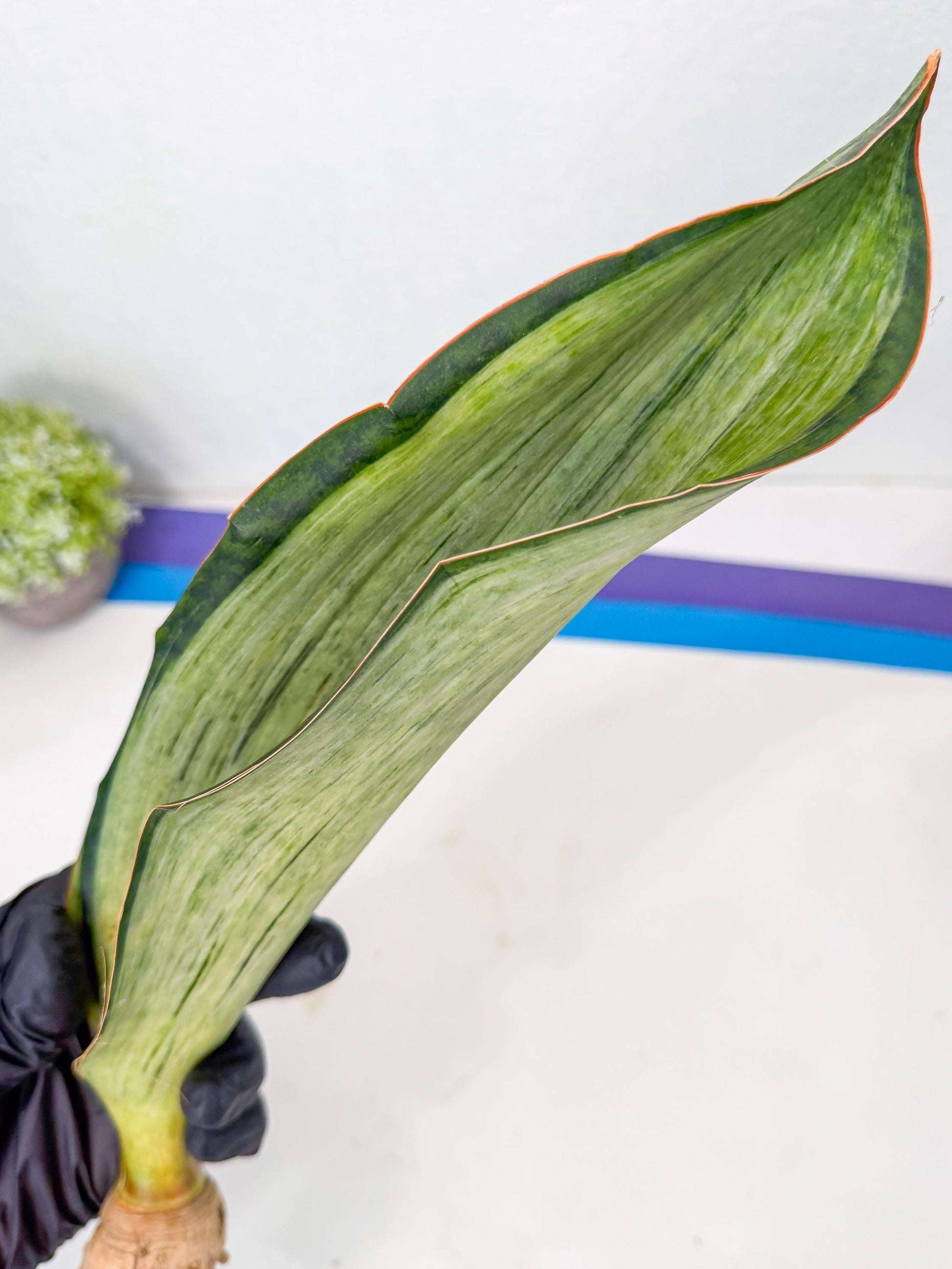 Sansevieria Masoniana Bruda (rr) (8) | Masoniana Var x Eliptica Var