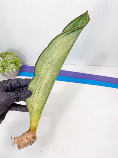 Sansevieria Masoniana Bruda (rr) (8) | Masoniana Var x Eliptica Var