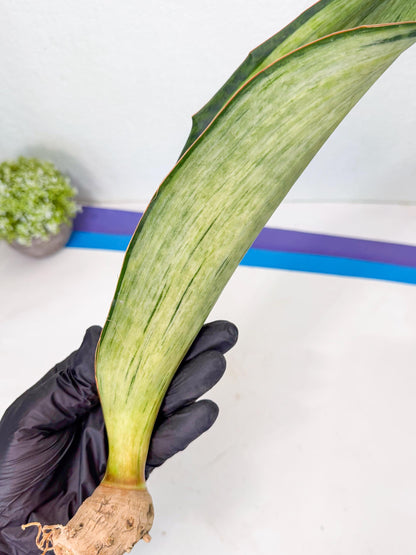 Sansevieria Masoniana Bruda (rr) (8) | Masoniana Var x Eliptica Var