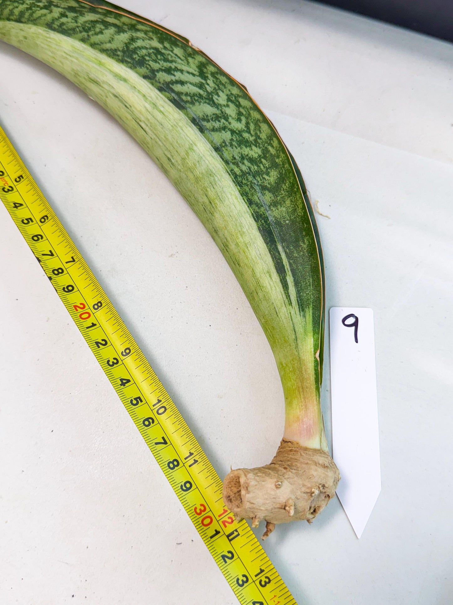 Sansevieria Masoniana Bruda (rr) (9) | Masoniana Var x Eliptica Var