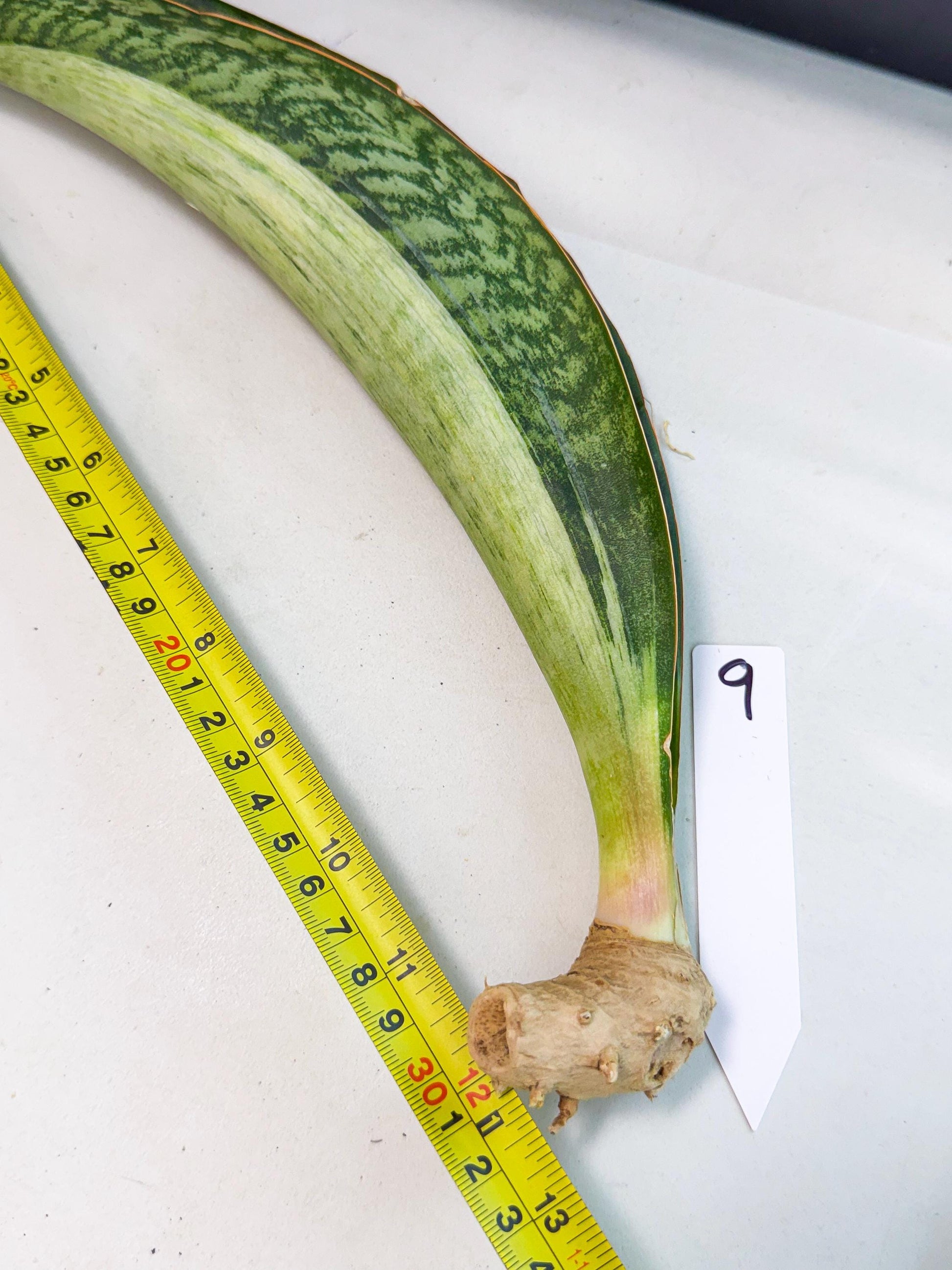 Sansevieria Masoniana Bruda (rr) (9) | Masoniana Var x Eliptica Var