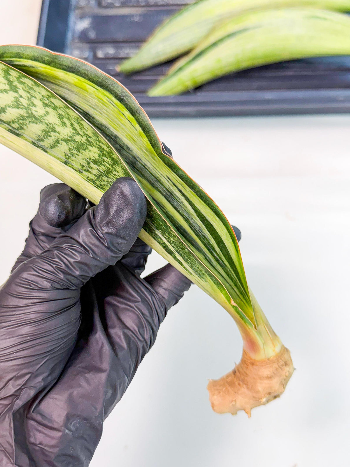 Sansevieria Masoniana Bruda (rr) (9) | Masoniana Var x Eliptica Var