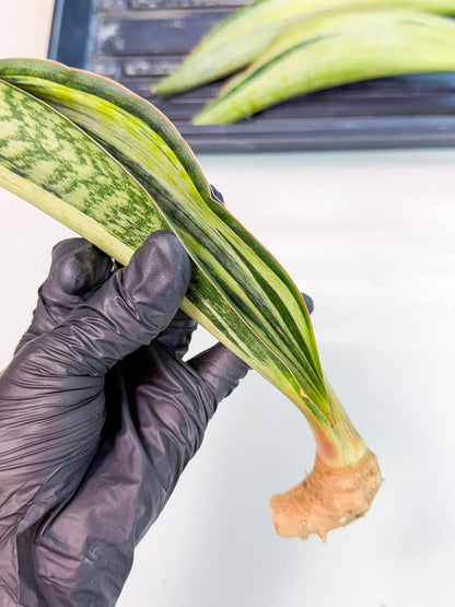 Sansevieria Masoniana Bruda (rr) (9) | Masoniana Var x Eliptica Var
